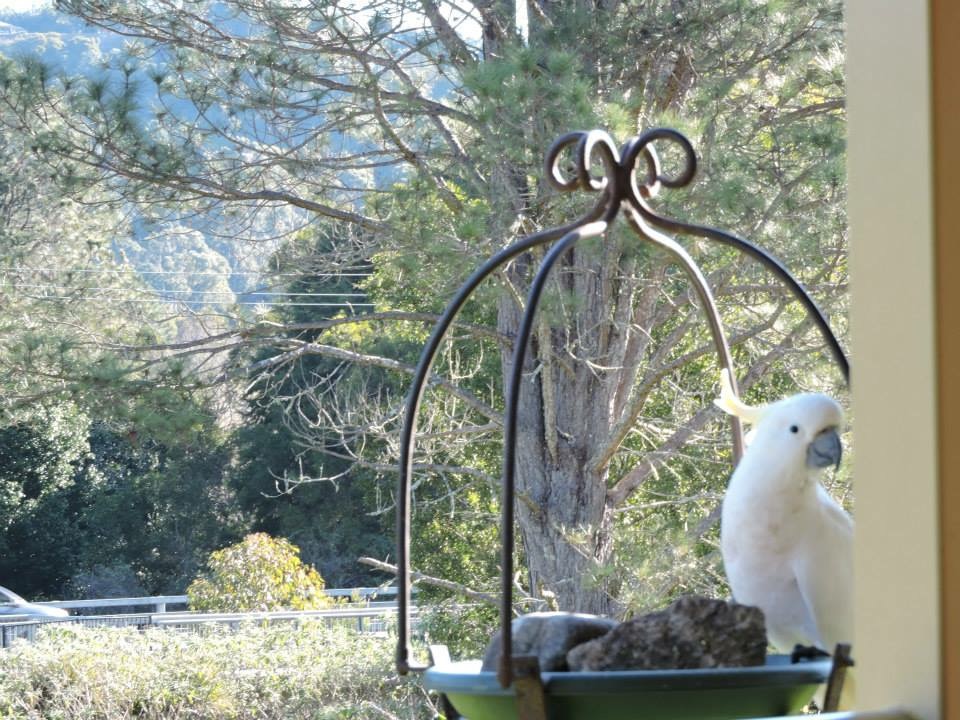 Cacatua comendo alpiste em um dos cafés na entrada do parque