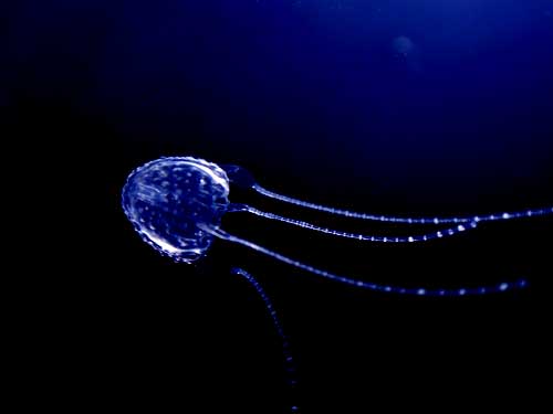 Irukandji jellyfish