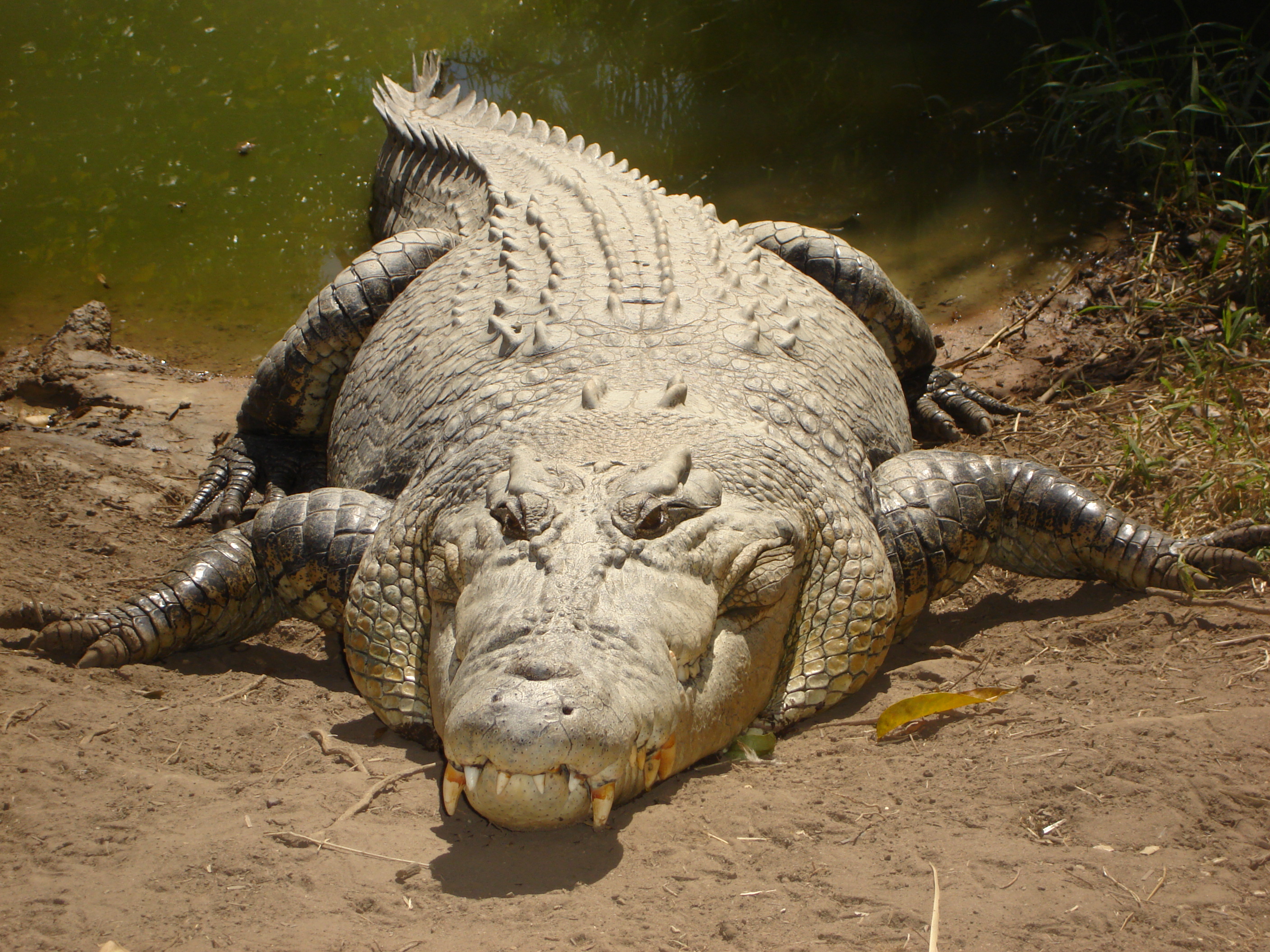 estuarine crocodile