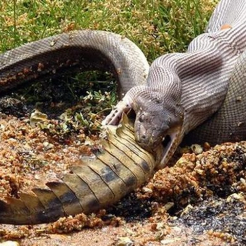 Snake-vs-Crocodile