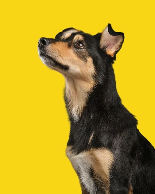 Como levar pet para Austrália: passo a passo, exigências e custos